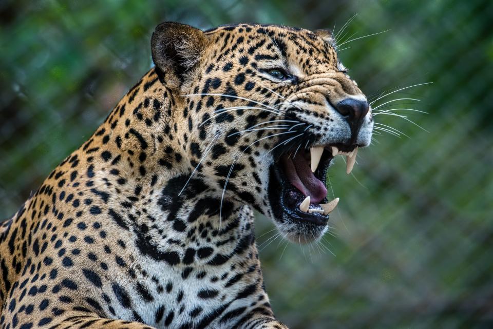 Learn about 85+ imagen jaguar de costa rica - In.thptnganamst.edu.vn